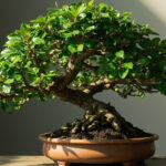 Ficus bonsaï : guide complet pour débuter et réussir sans aucun texte