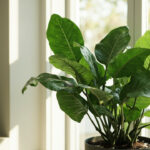 Ficus elastica : guide complet pour le caoutchouc d'intérieur sans aucun texte