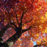 Liquidambar styraciflua : arbre ornemental au feuillage automnal sans aucun texte