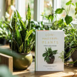 Plantes d'intérieur peu exigeantes : guide des espèces faciles sans aucun texte