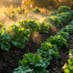Quels légumes planter en septembre et octobre pour le potager sans aucun texte
