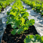 Bâche noire au potager : avantages et conseils de pose sans aucun texte